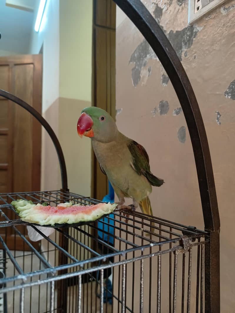 Tem Parrot 3