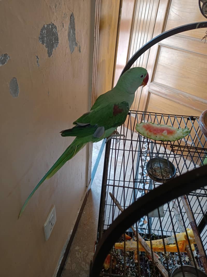 Tem Parrot 4