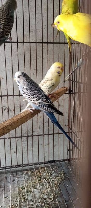 budgies and love birds breeder pairs with cage urgent sale 03140061934