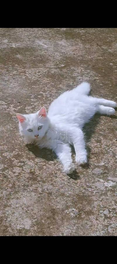 persian male kitten for sale