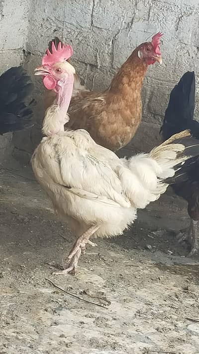 Golden Misri healthy hen for sales