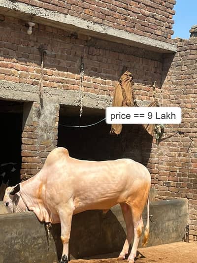Bull | Bchra | Qurbani Bull | Nukra Bull | Fathejngi Bull | qurbani