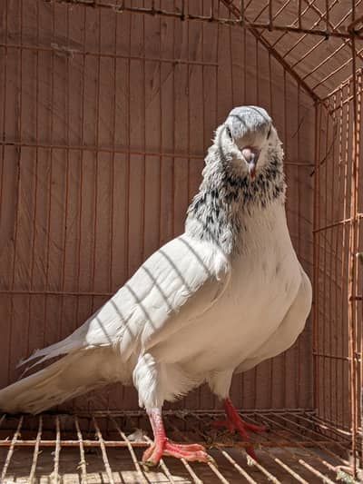 washi . imamdeen  pigeon