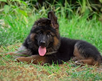 German shepherd | gsd | Puppy | Shepherd Dog | Puppies | Long Coat