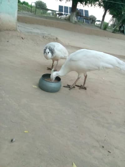 White Peacock
