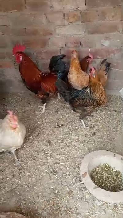  Desi Misri Eggs Laying Hens & Rooster Set for Sale 