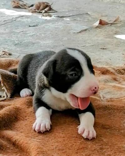 top quality bully male puppy