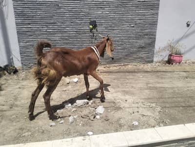 2 bakray for sell
