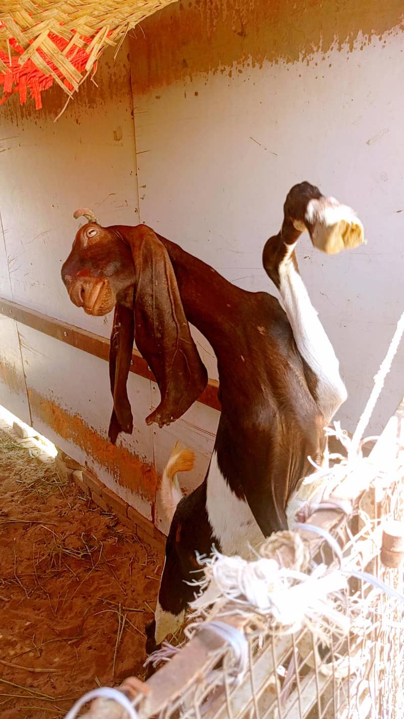 bakra 2 daant 2