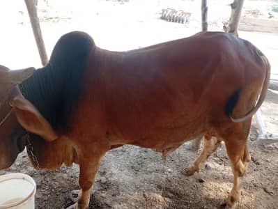 Red Color Beautiful Donda For Qurbani