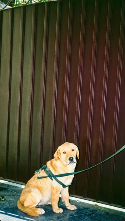 labrador dog