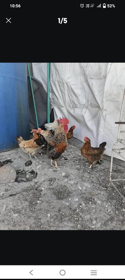 Ando wali murgiya for sale