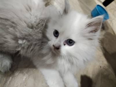 White Persian Kitten