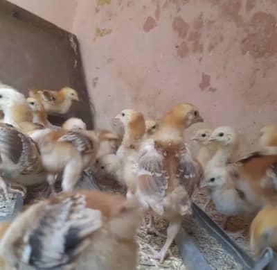 Aseel chicks for sale