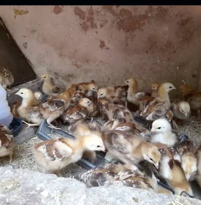 Aseel chicks for sale