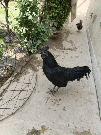 Ayam Cemani Male