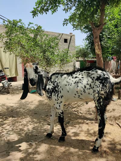 bakra for qurbani