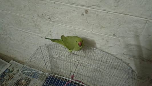 khata parrot