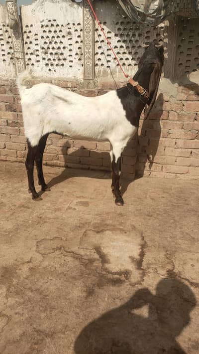 qurbani ke Liye path