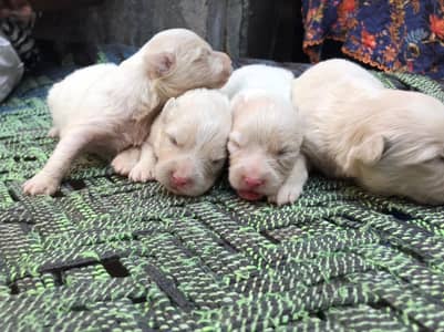 Russian dogs chhoti hight wali