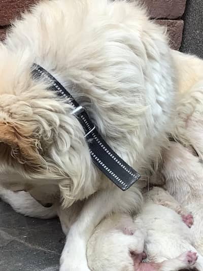 Russian dogs puppy