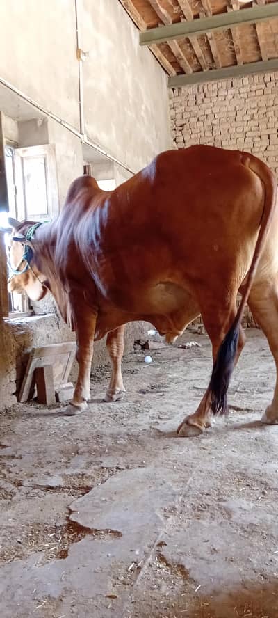 Bail/OX For sail