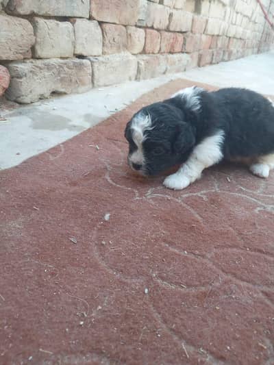 Shitzu Puppies