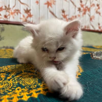 03011932696 what's app.