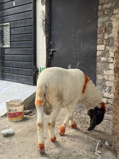 Chatra | weight 120kg plus | Age 18 Month