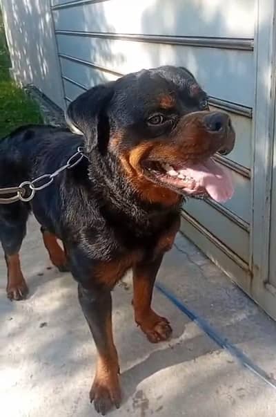 rott male for sale/exchange