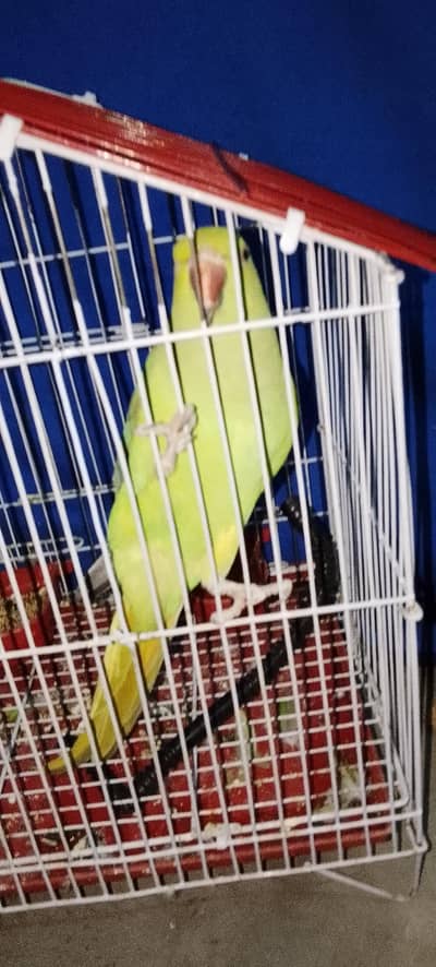 urgent sale