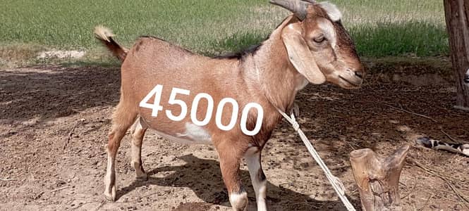 Bakra