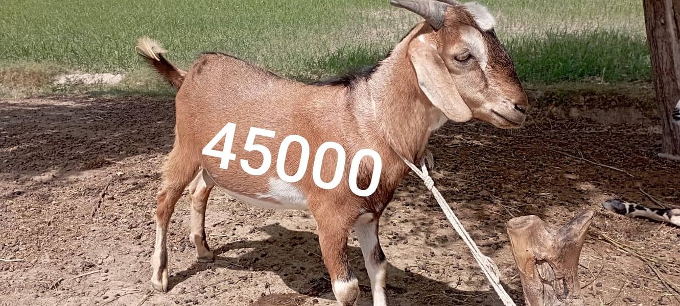 Bakra 0