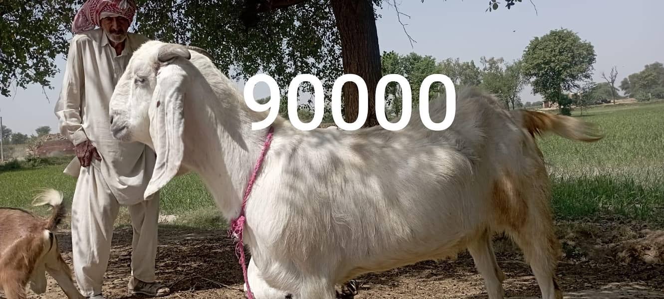 Bakra 1