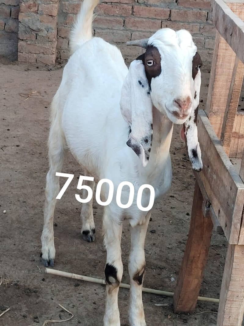 Bakra 2