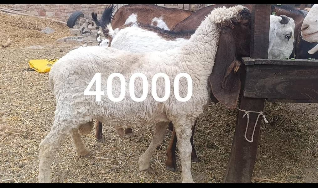 Bakra 3