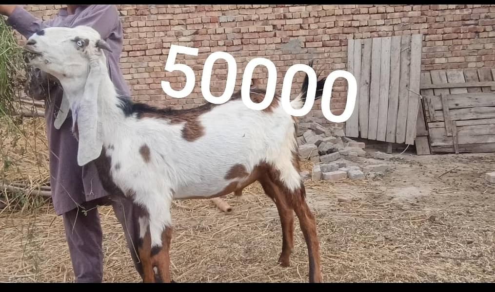 Bakra 4