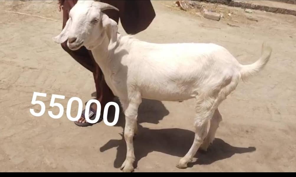 Bakra 5