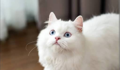 Persian cat for sale