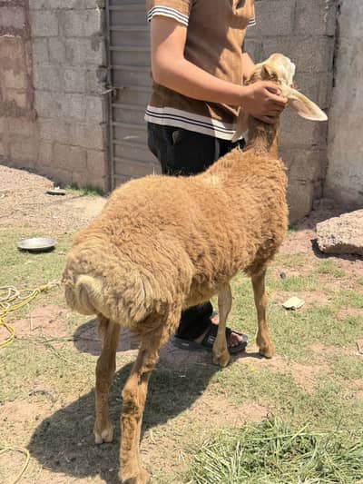 Turkish Dumba for sale 2 brown 1 white total 3