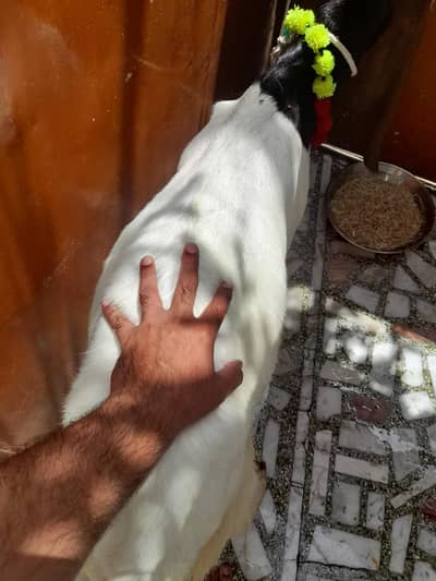 4 dant khassi bakra