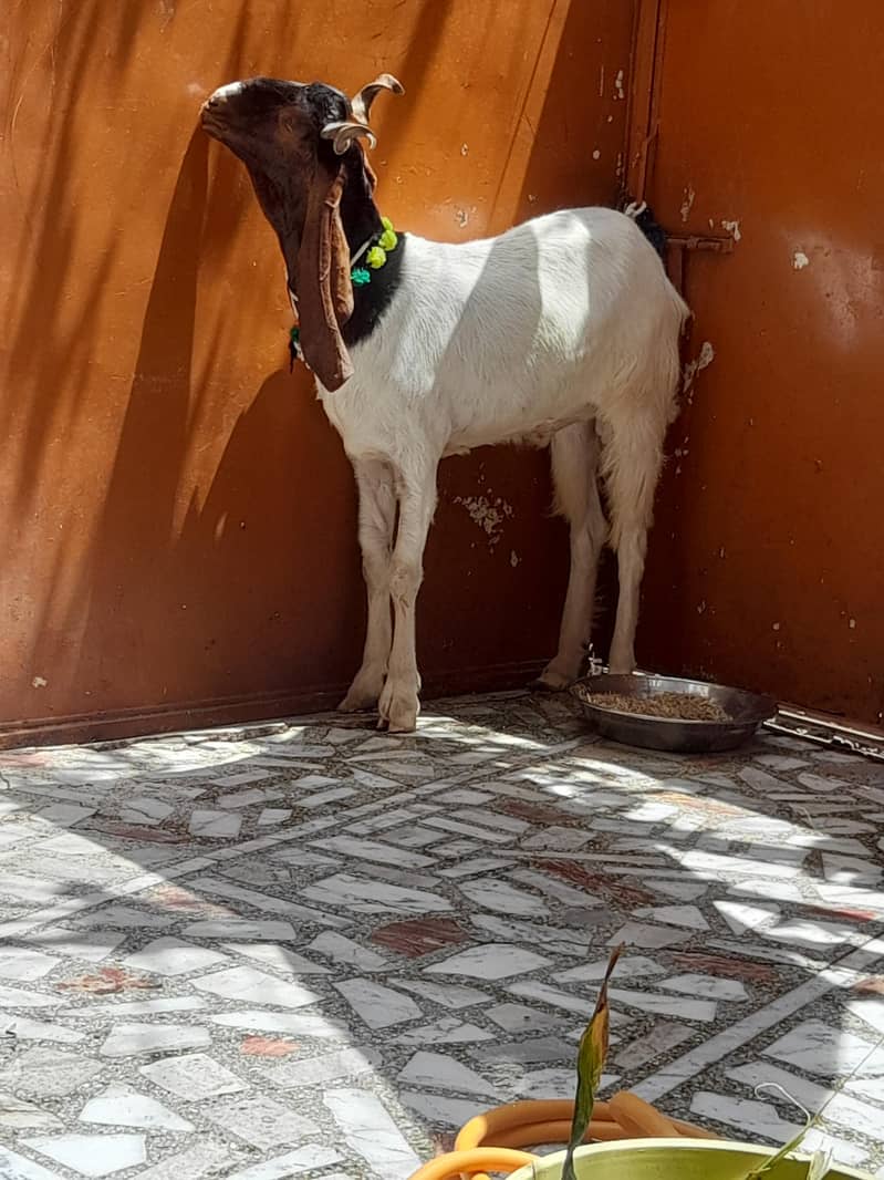 4 dant khassi bakra 1