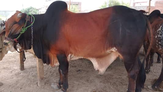 wacha / kata / vera / qurbani Bull / bull / cow / bachra