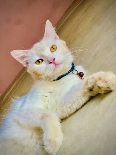 Persian cat dholp face fully trained