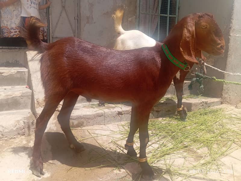 khassi Bakra for sel 0
