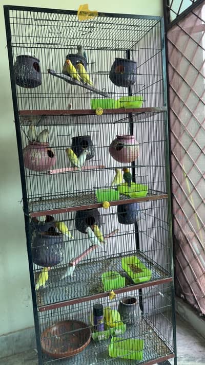 Love birds breeder pairs with cage for sale