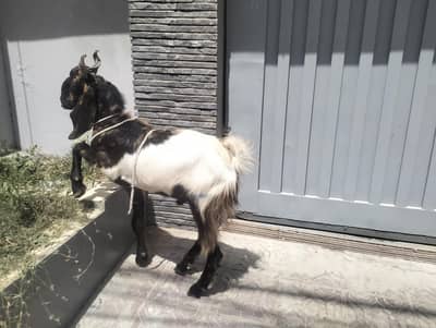 bakray for sell