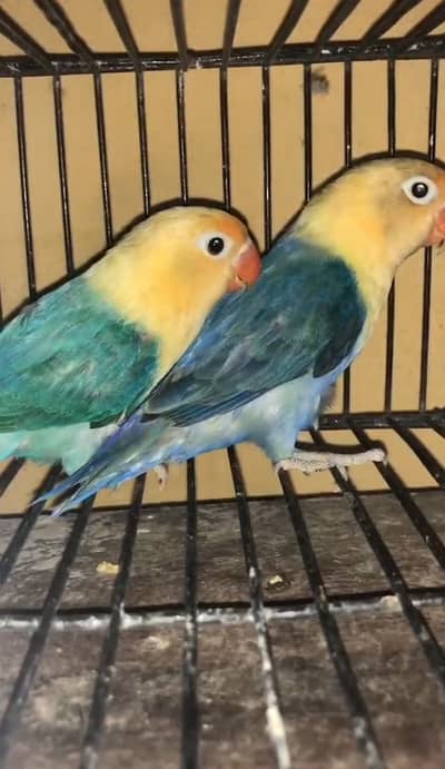 Par Blue Opline | Yellow Opline | Albino | Green Fisher | Love Birds