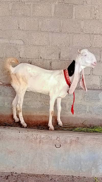 healthy & active goat