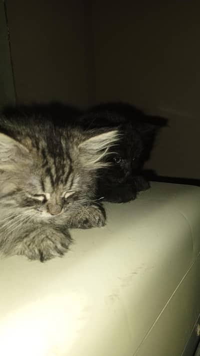Cat | Persian | Black & Brown